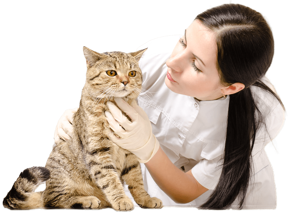 Vet examining a tabby cat.