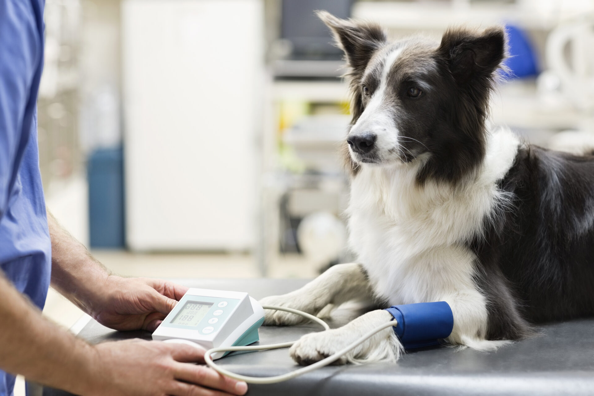 Dog having blood pressure checked at vet.