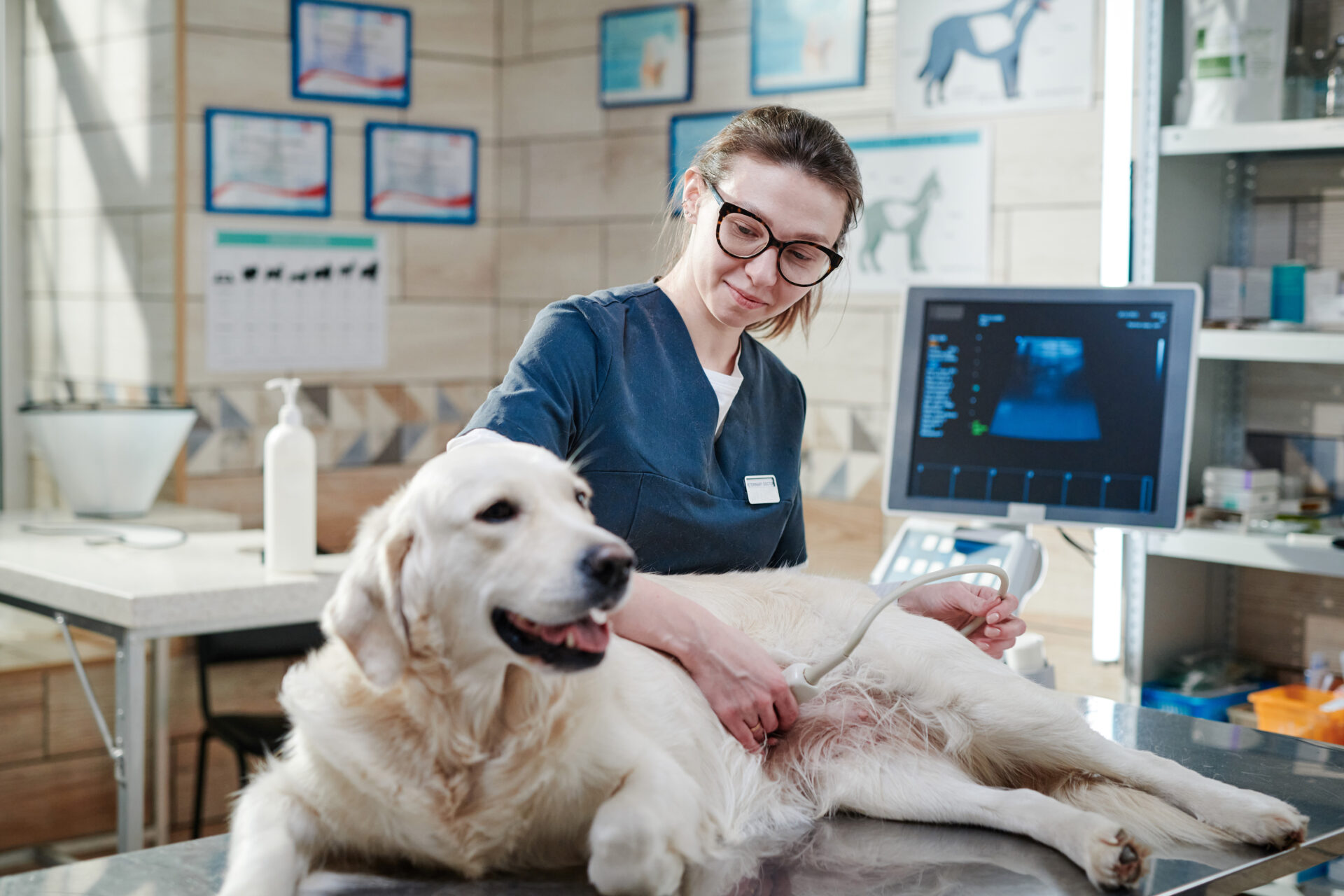Vet conducting ultrasound on a golden retriever.