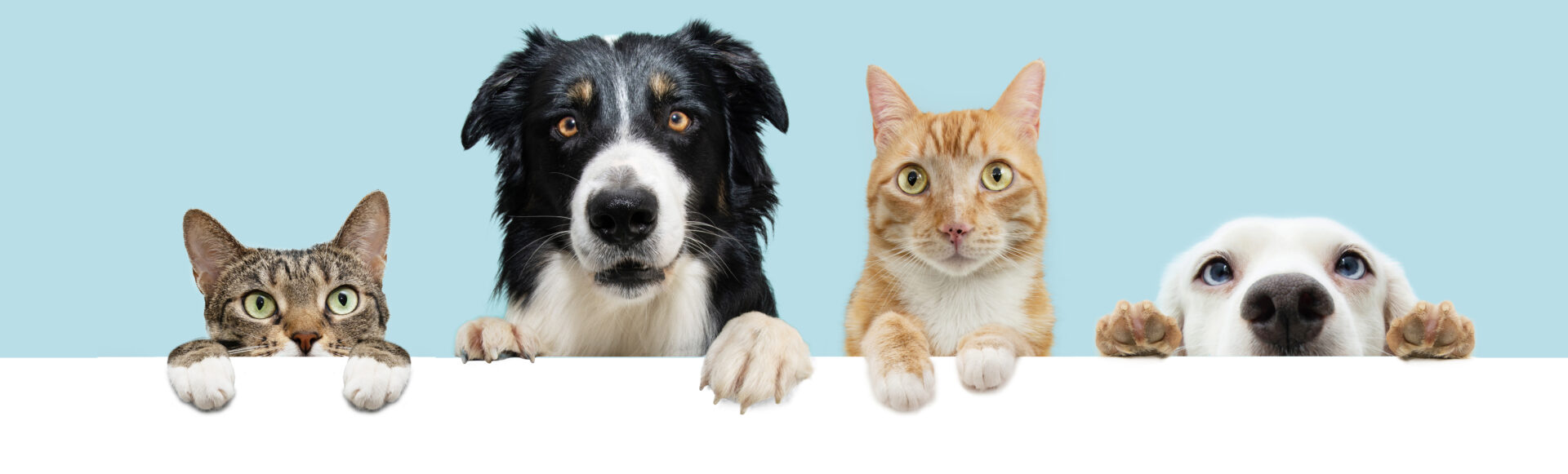 Cats and dogs peeking over a ledge.