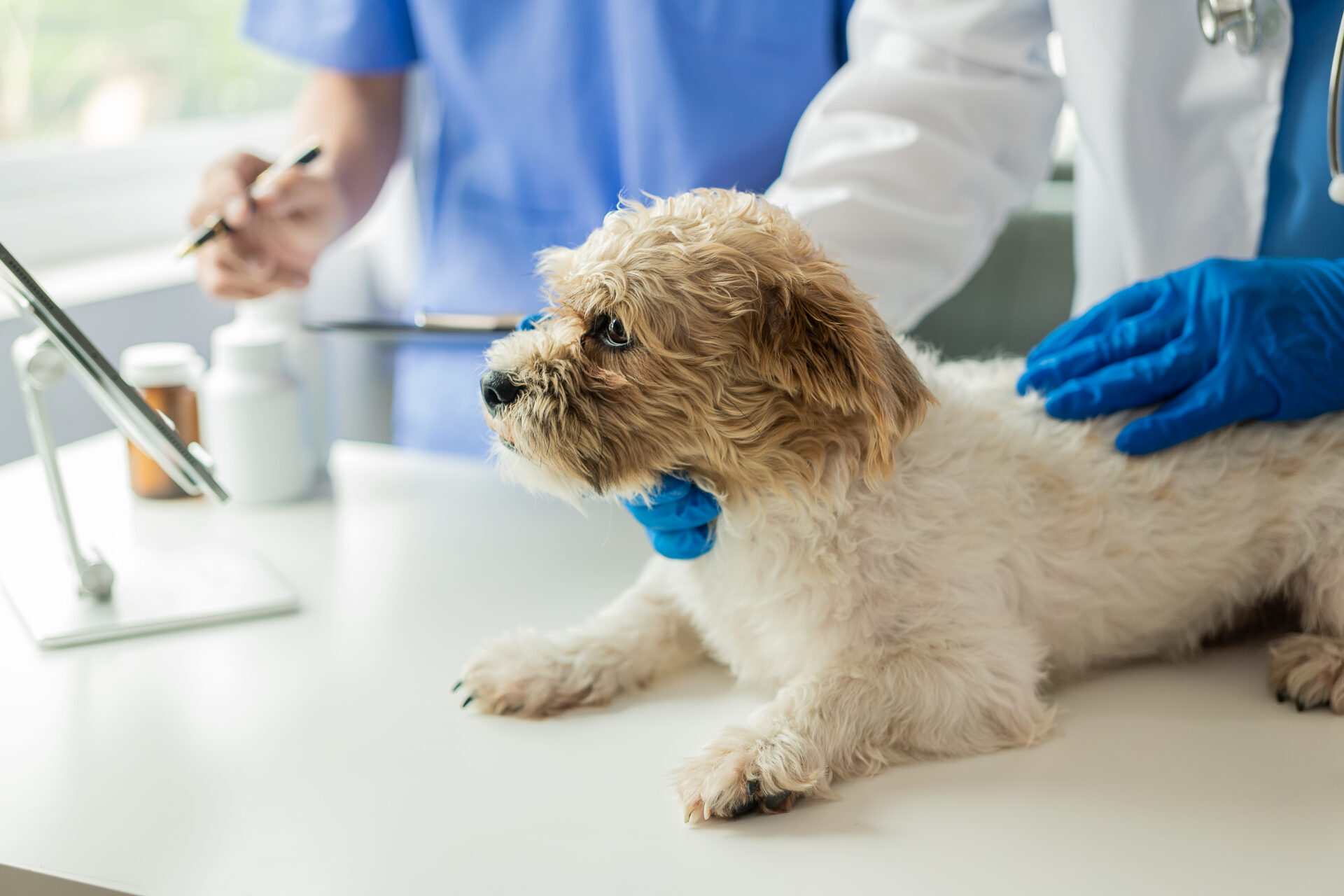 Dog being examined by veterinarians.