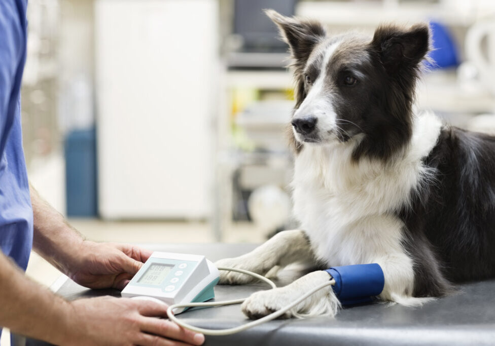 Dog having blood pressure checked at vet.