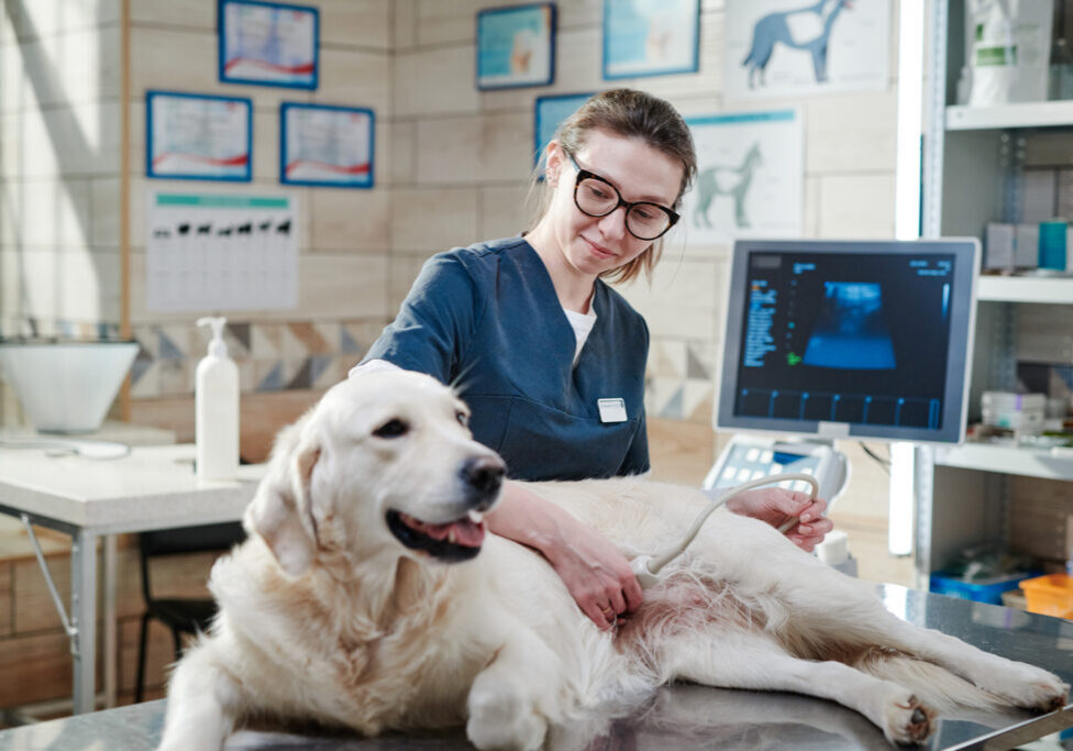 Vet conducting ultrasound on a golden retriever.